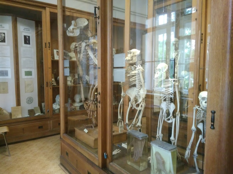 Музей человека